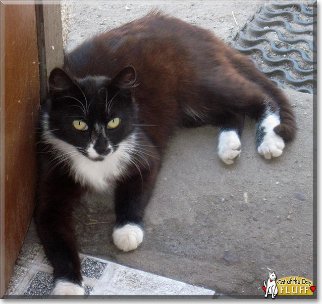 Fluff the Tuxedo Cat