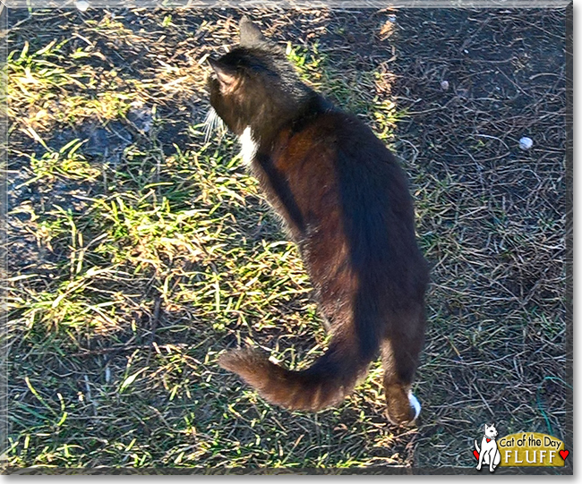 Fluff the Tuxedo Cat