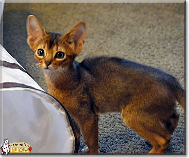 Puma the Abyssinian