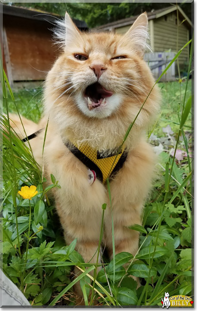 Billy the Domestic Longhair