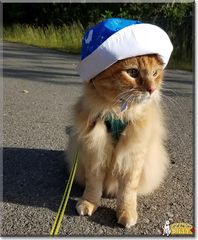 Billy the Domestic Longhair