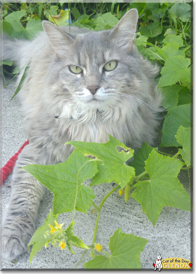 Glenda the Maine Coon mix