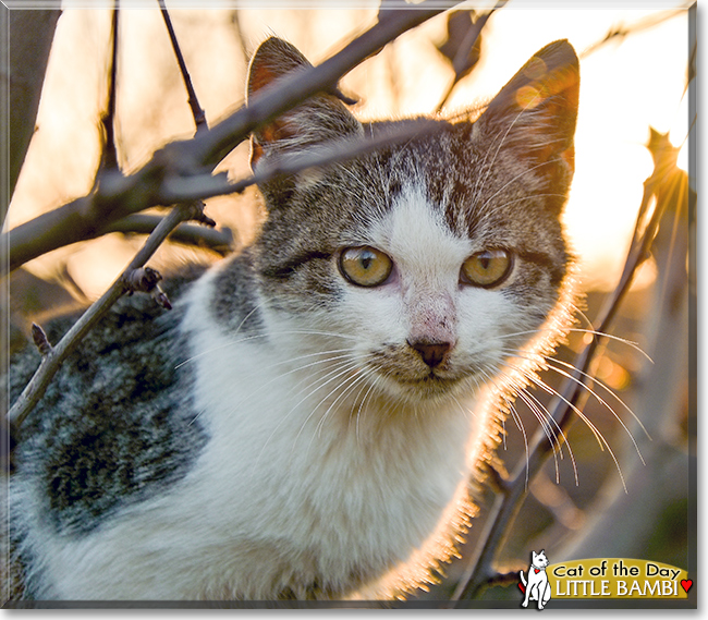 Little Bambi the Shorthair Cat