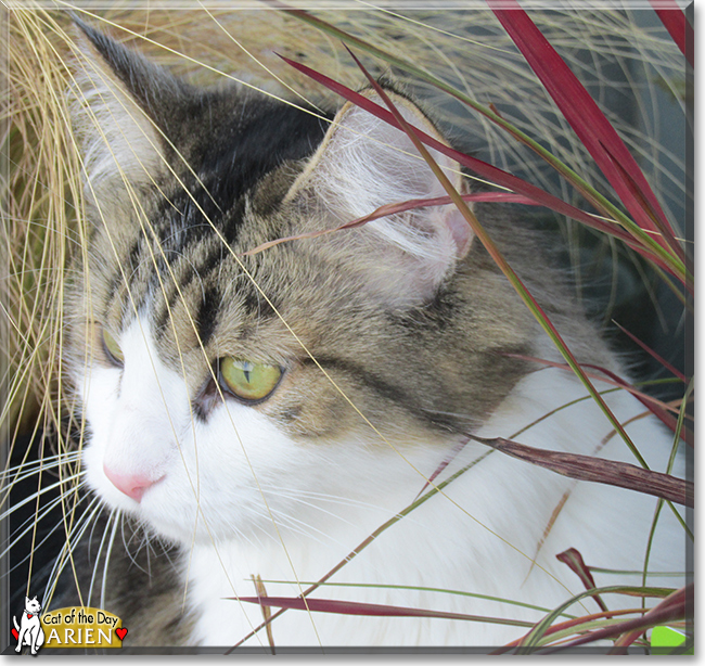 Arien the Maine Coon mix the Cat