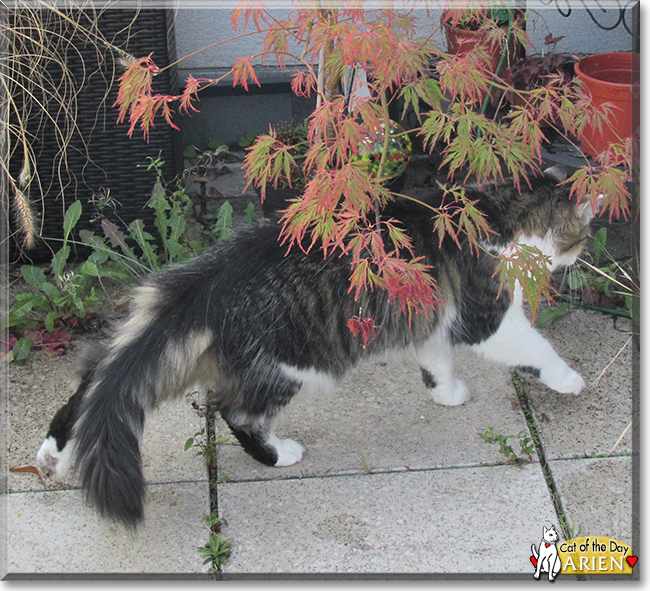 Arien the Maine Coon mix the Cat