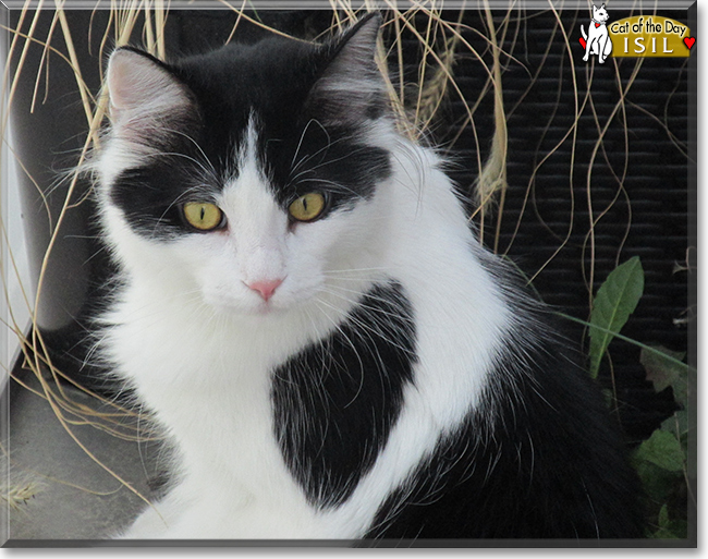 Isil the Maine Coon mix