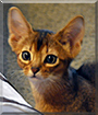 Puma the Abyssinian