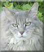 Glenda the Maine Coon mix