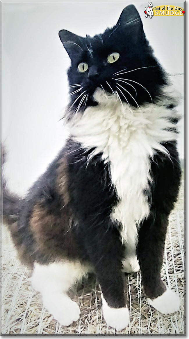 Smudge the Tuxedo Cat