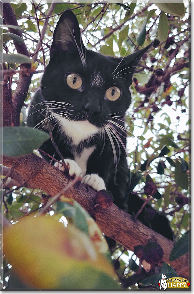 Happy the Tuxedo Cat