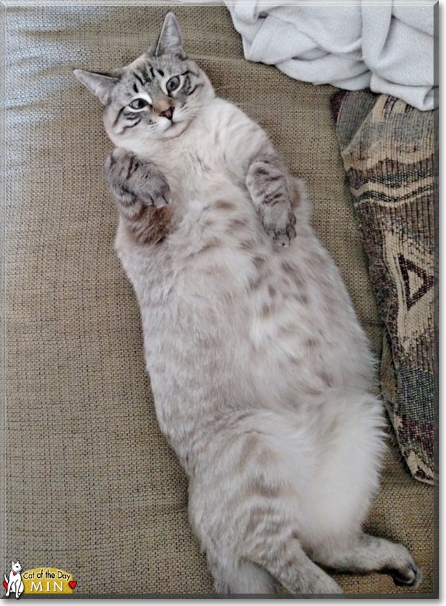 siamese maine coon tabby mix