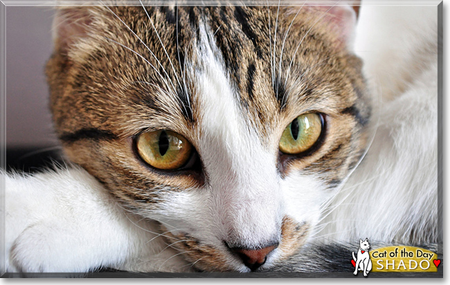 Shado the Tabby and White Cat