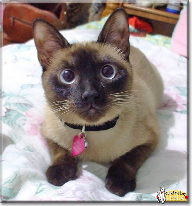 Leela the Siamese