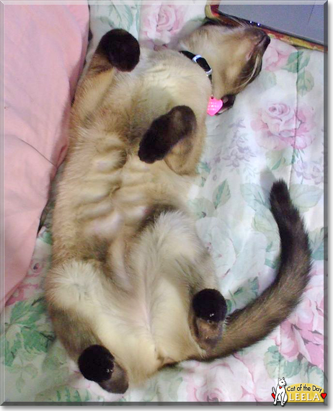 Leela the Siamese