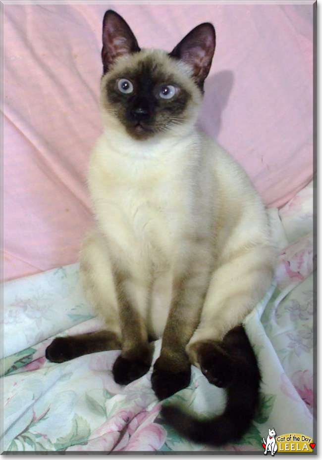 Leela the Siamese