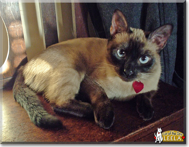 Leela the Siamese