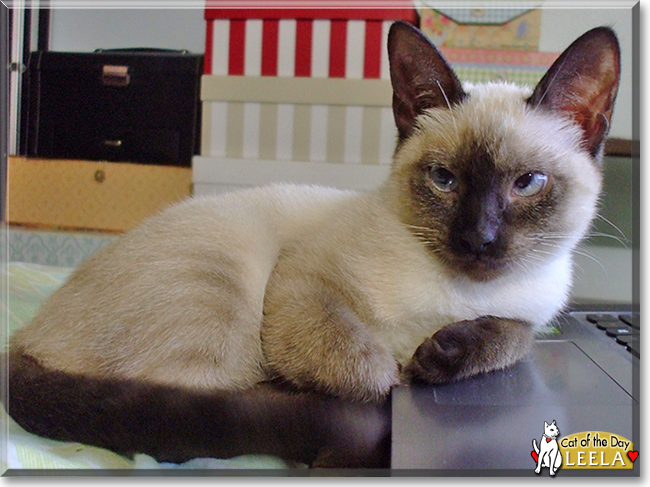 Leela the Siamese