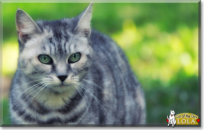 Lola the Silver Tabby