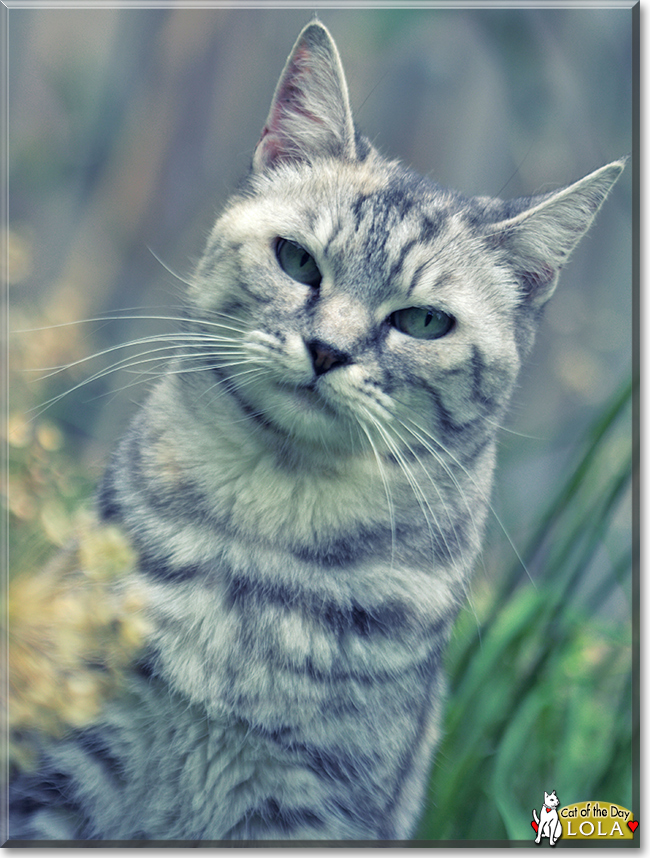 Lola the Silver Tabby