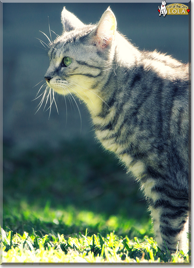 Lola the Silver Tabby