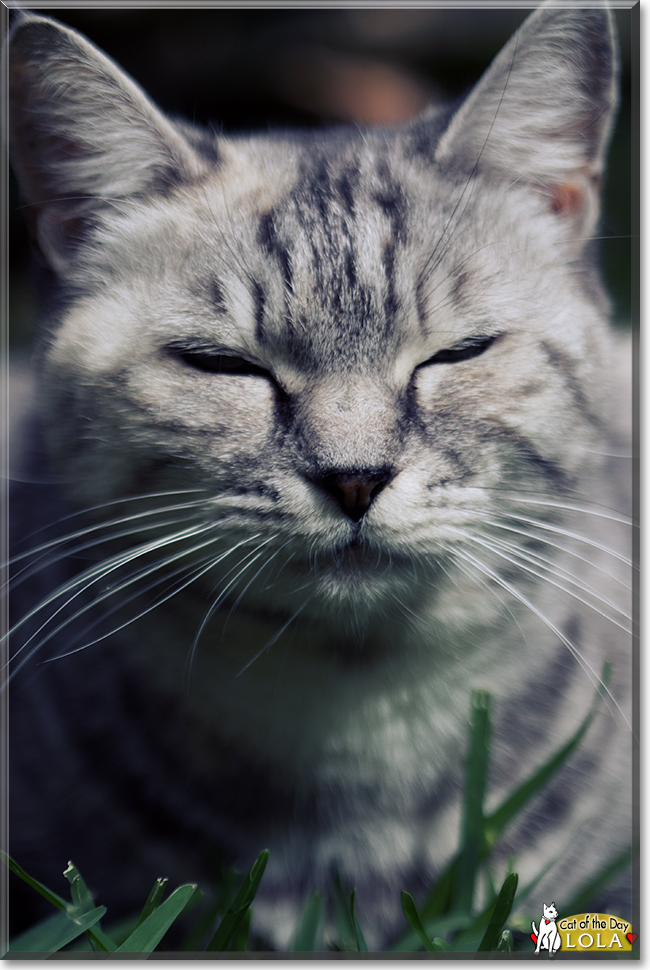 Lola the Silver Tabby