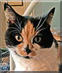 Bel Cat the Calico