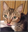 Luna Mae the Domestic Shorthair Tabby