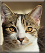 Shado the Tabby and White Cat