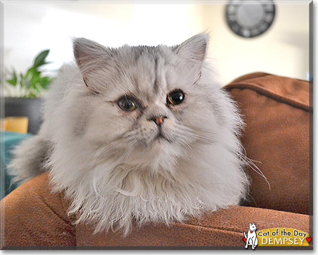 Dempsey the Persian, the Cat of the Day