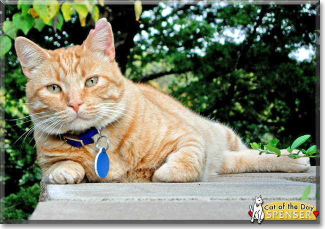 Spenser the Domestic Shorthair Orange Tabby, the Cat of the Day