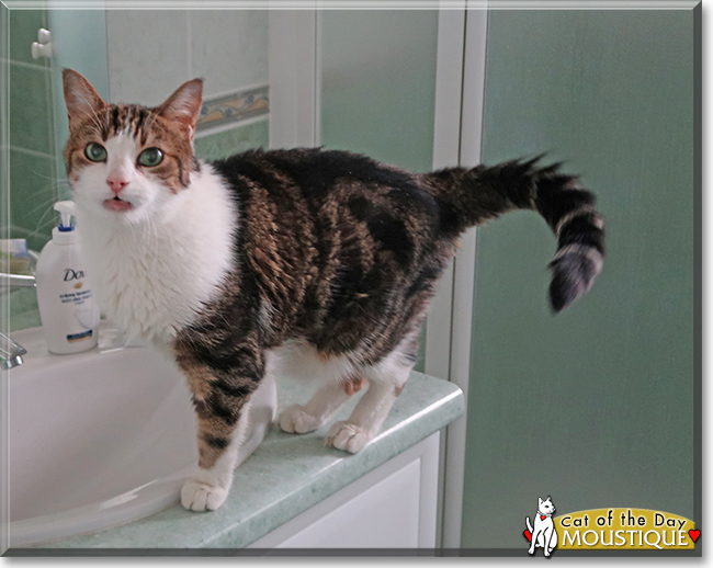 Moustique the European Shorthair, the Cat of the Day