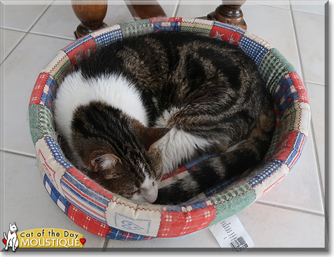 Moustique the European Shorthair, the Cat of the Day