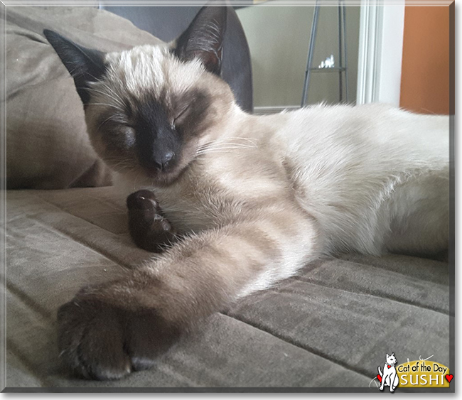 Sushi the Siamese, the Cat of the Day