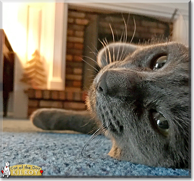 Kilroy the Shorthair Cat, the Cat of the Day