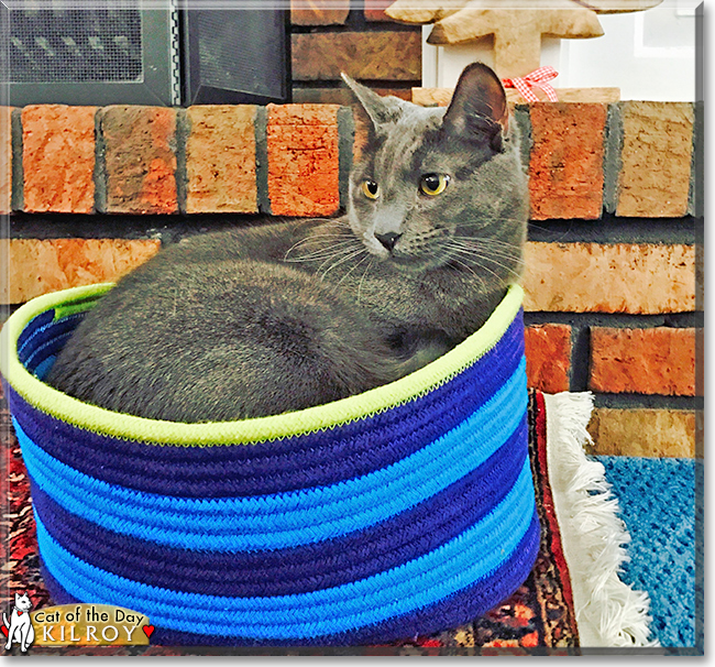 Kilroy the Shorthair Cat, the Cat of the Day