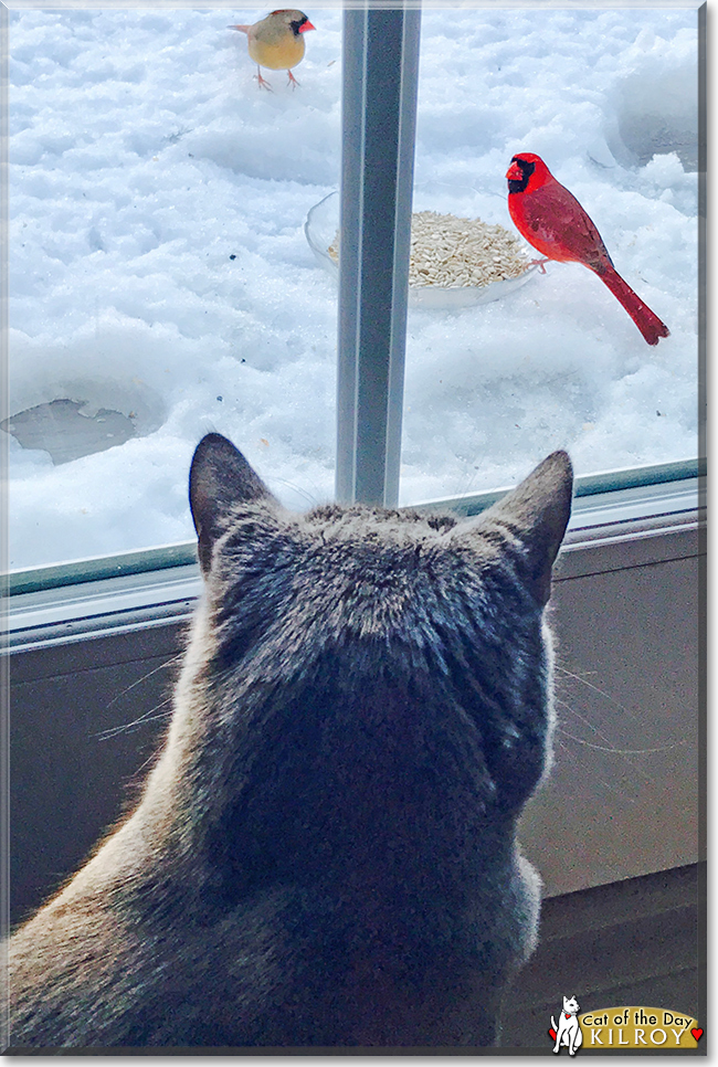 Kilroy the Shorthair Cat, the Cat of the Day