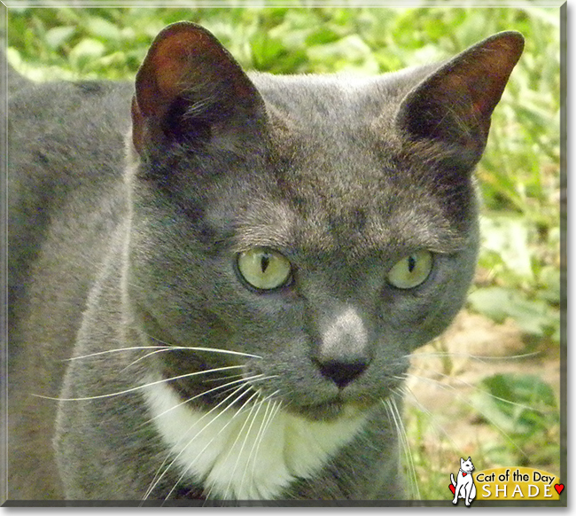 Shade the Cat, the Cat of the Day