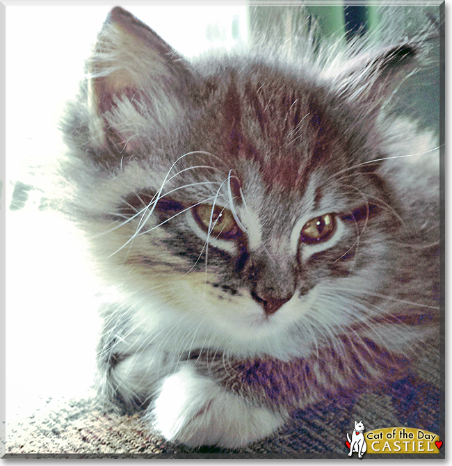 Castiel the Maine Coon Cat, the Cat of the Day