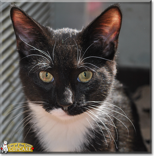 Cupcake the American Shorthair, the Cat of the Day