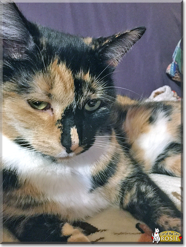 Rosie the Tortoiseshell Cat, the Cat of the Day