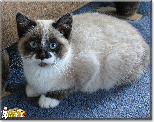 Annie the Ragdoll, the Cat of the Day