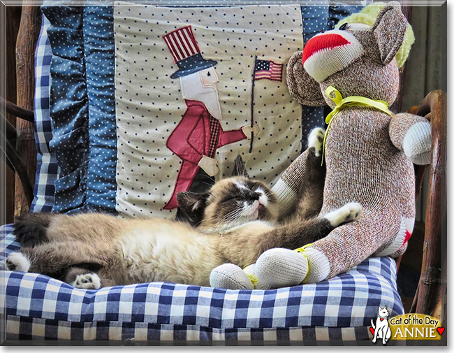 Annie the Ragdoll, the Cat of the Day