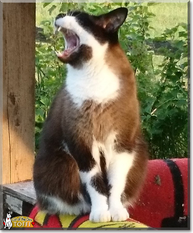 Toffi the Ragdoll mix, the Cat of the Day