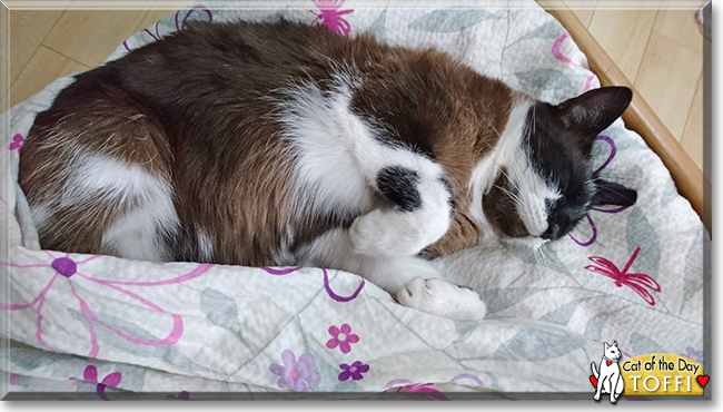 Toffi the Ragdoll mix, the Cat of the Day