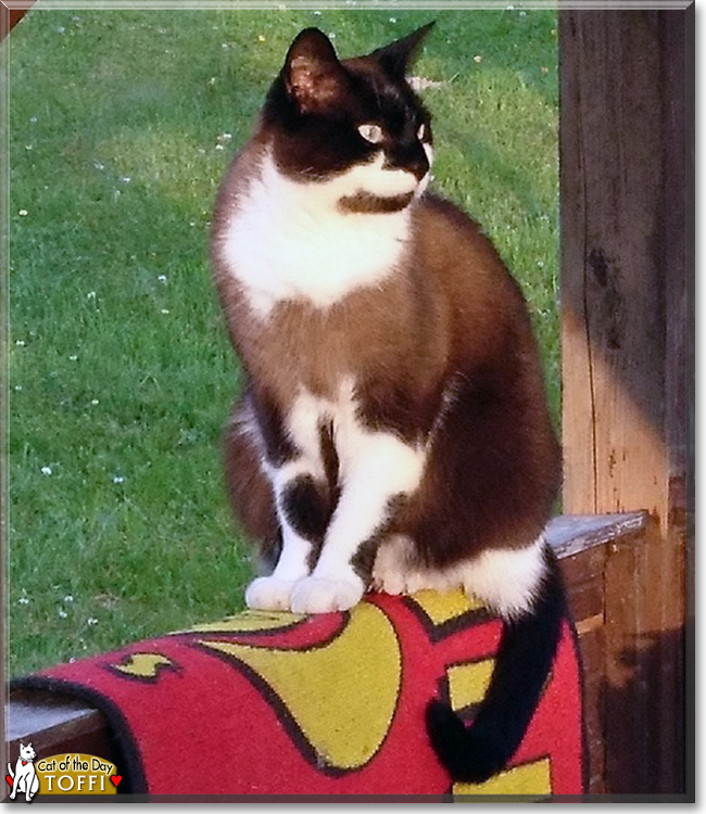 Toffi the Ragdoll mix, the Cat of the Day