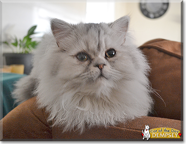 Dempsey the Persian Cat, the Cat of the Day