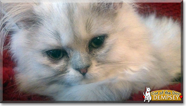 Dempsey the Persian Cat, the Cat of the Day