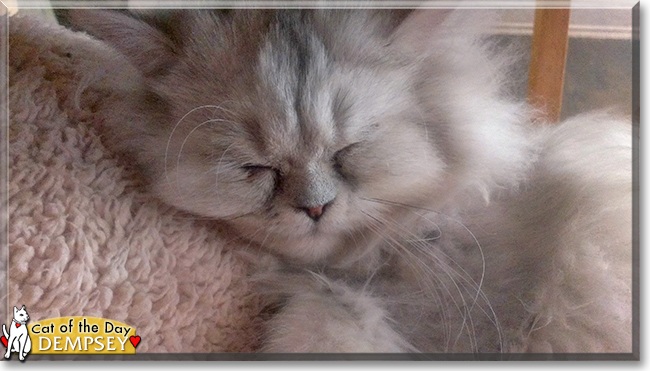 Dempsey the Persian Cat, the Cat of the Day