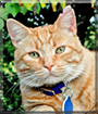 Spenser the Domestic Shorthair Orange Tabb