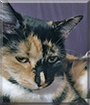 Rosie the Tortoiseshell Cat